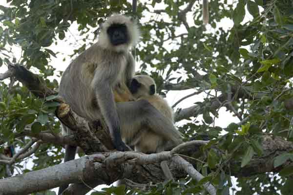 Mono - Chittorgarh - India 2.jpg